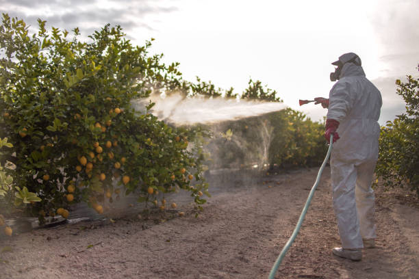 Best Local Pest Control Services  in Coal Grove, OH