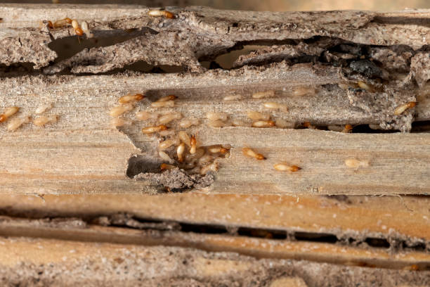 Best Bed Bug Extermination  in Coal Grove, OH