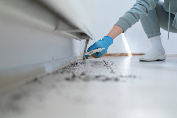 Best Wasp Removal Services  in Coal Grove, OH